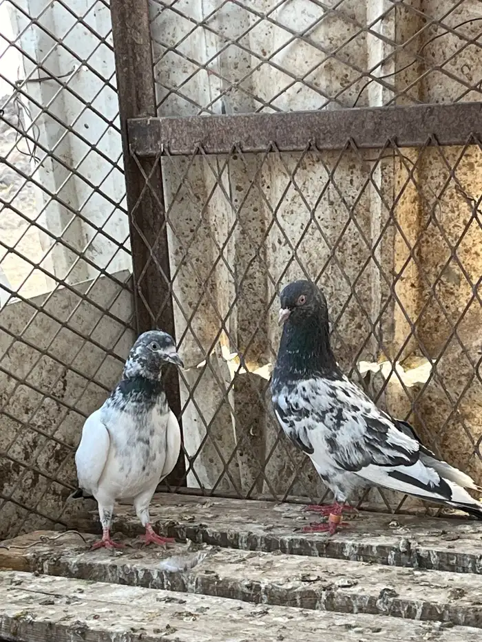 السلام عليكم 18