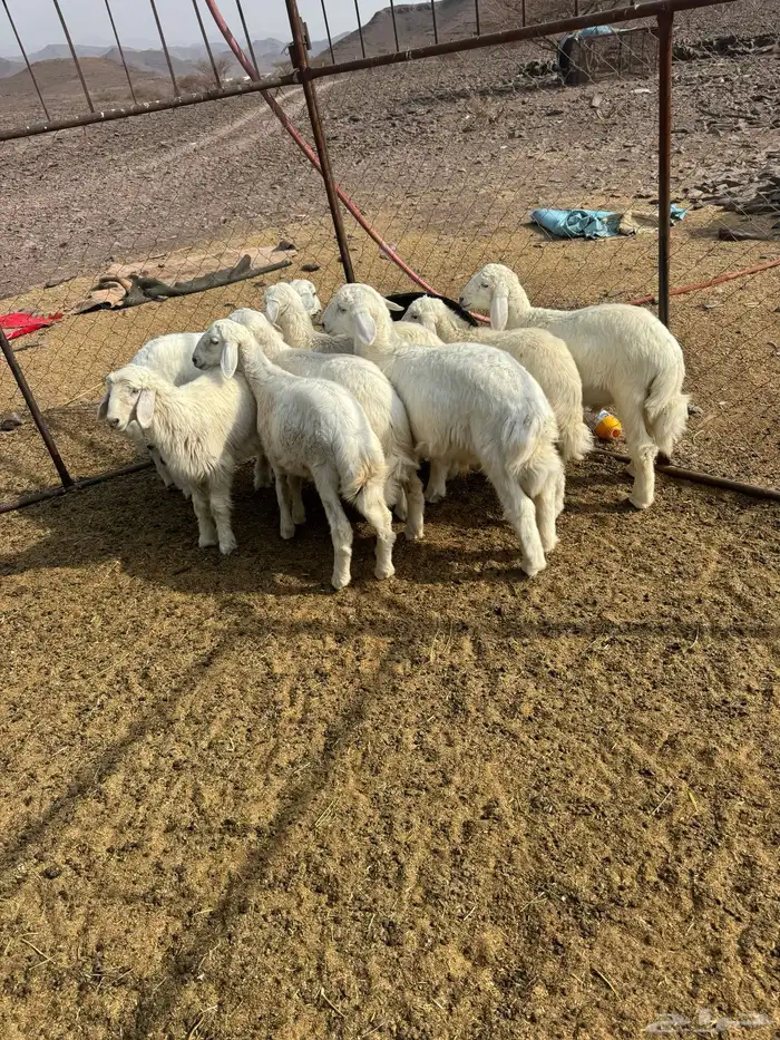 طليان 0