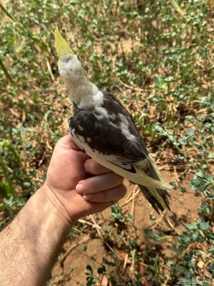 فروخ كروان نهاية غر 5