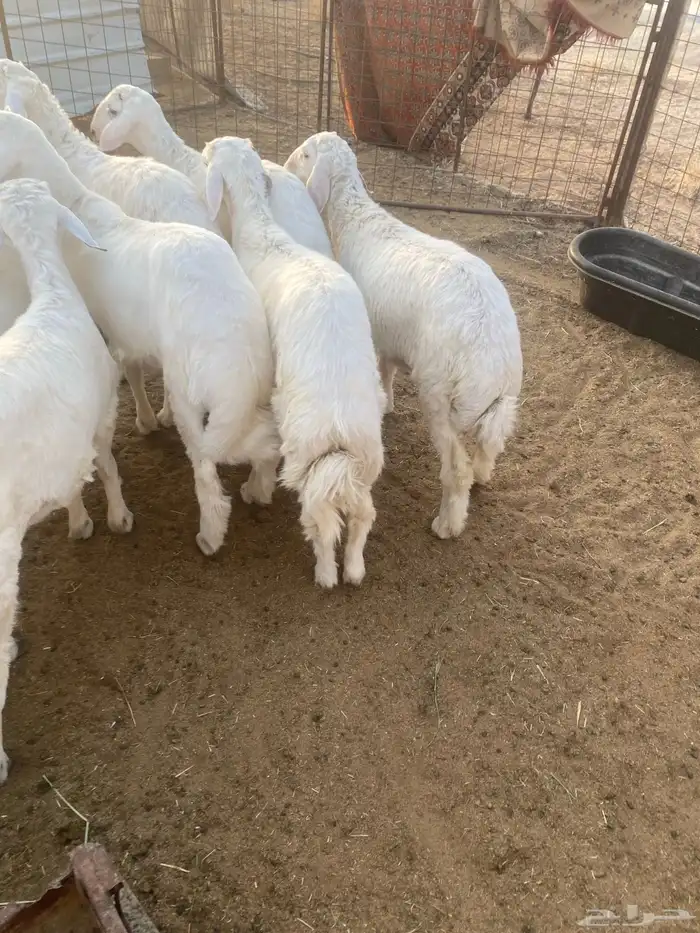 البيع طليان حريات حلوات وشحم ونظاف 4