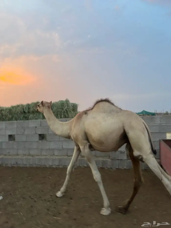 بسم الله الرحمن نعرض لكم حشوان مربا فل 0