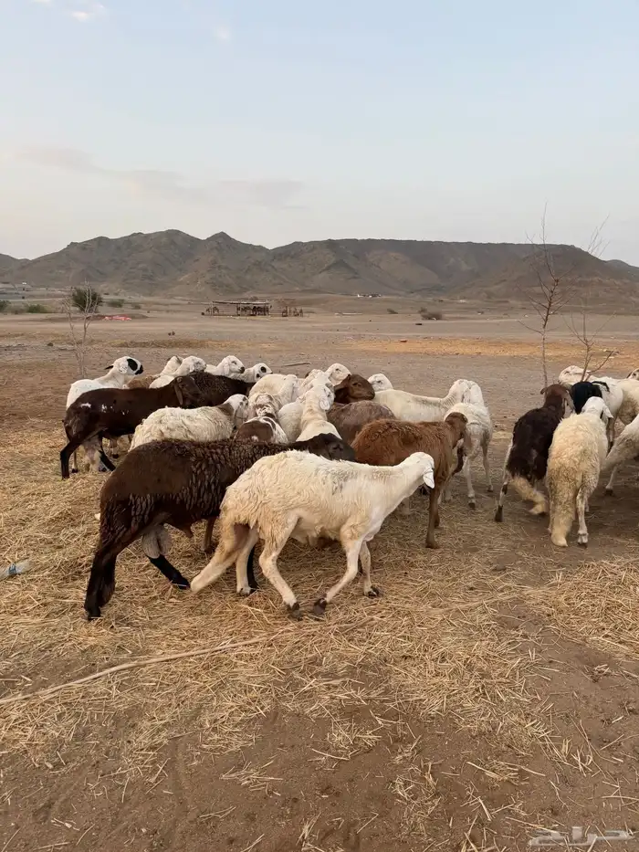 سواكن مرابي 4