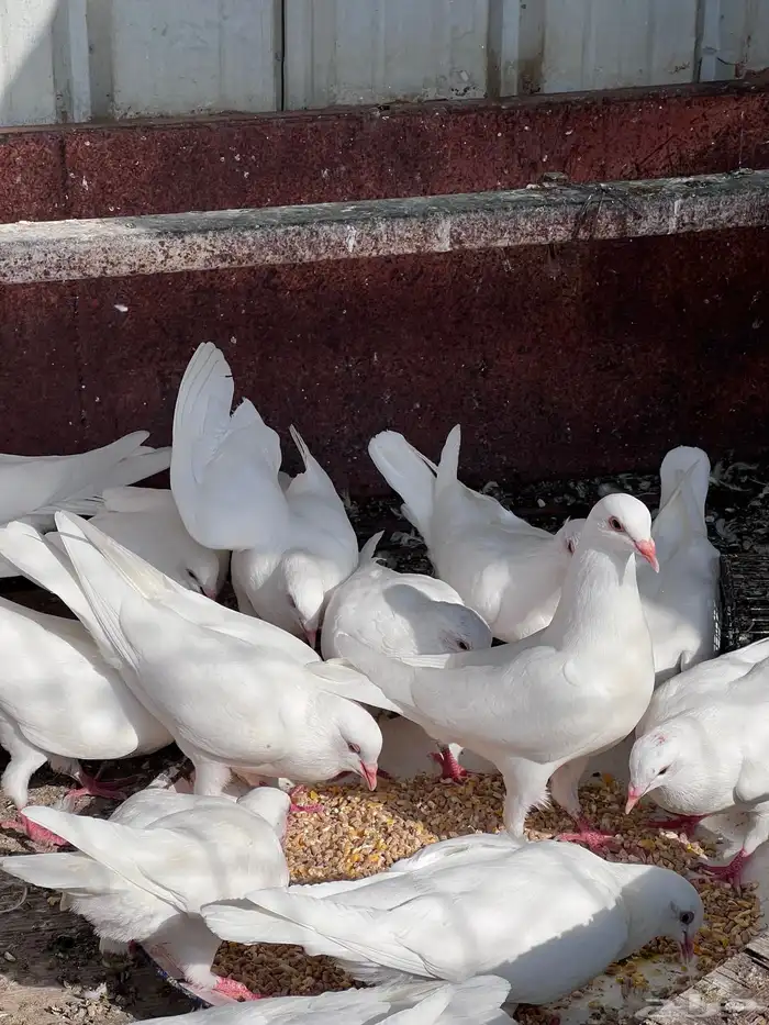 حمام فرنسي طبات 2