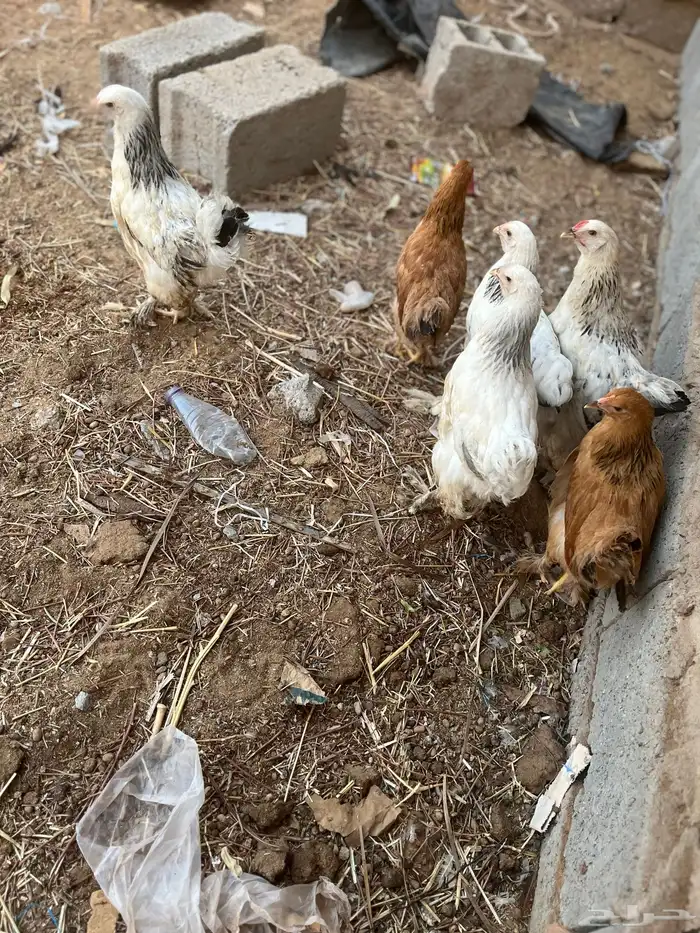 براهما للبيع العمر تقريبن شهرين وانص 1