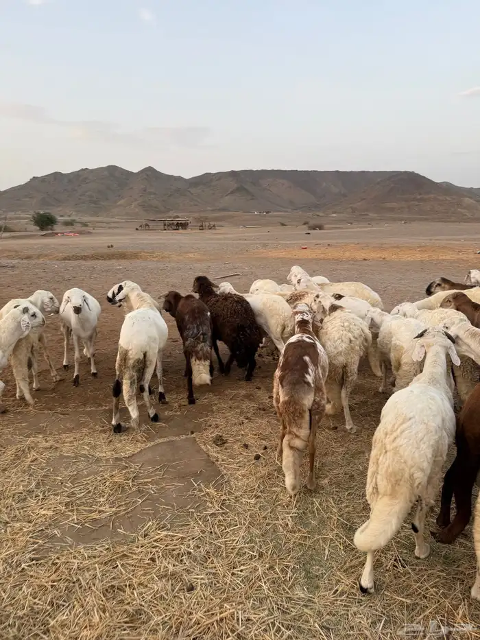 سواكن مرابي 5