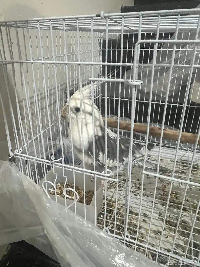 ذكر كروان تربيه 1