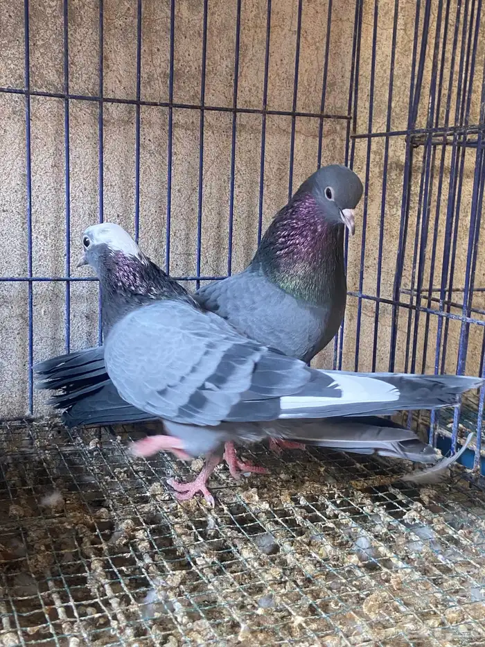 صنعاوي اصل 0