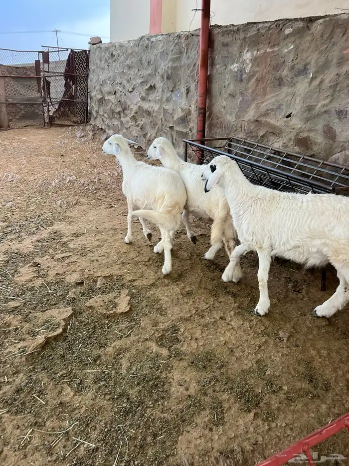 طليان 3