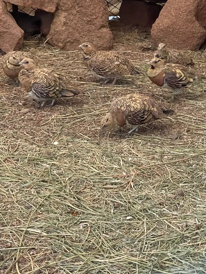 قطاء عراقي 1