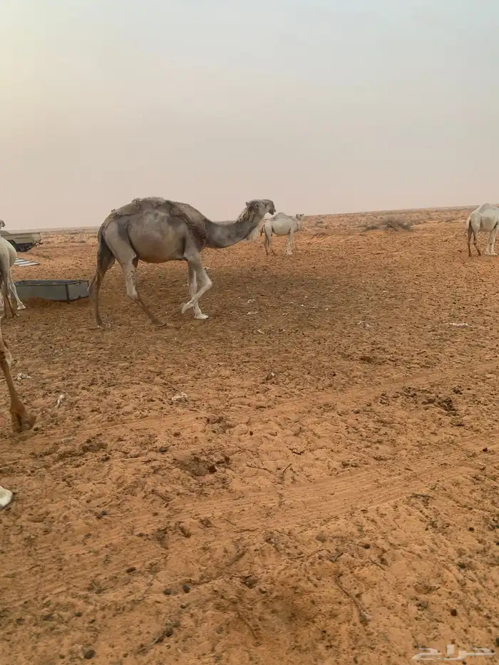 جمل ضروبه على الباتل لامانه الجمل طيب وجدعه مهو بطال مبروك 1
