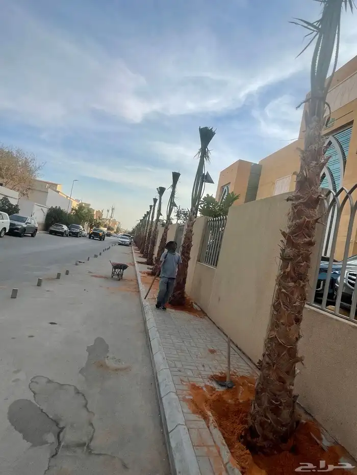 نخل واشنطوني للبيع 5