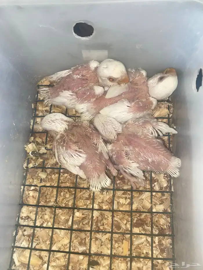 4 فروخ روز البينو عيون حمر 0