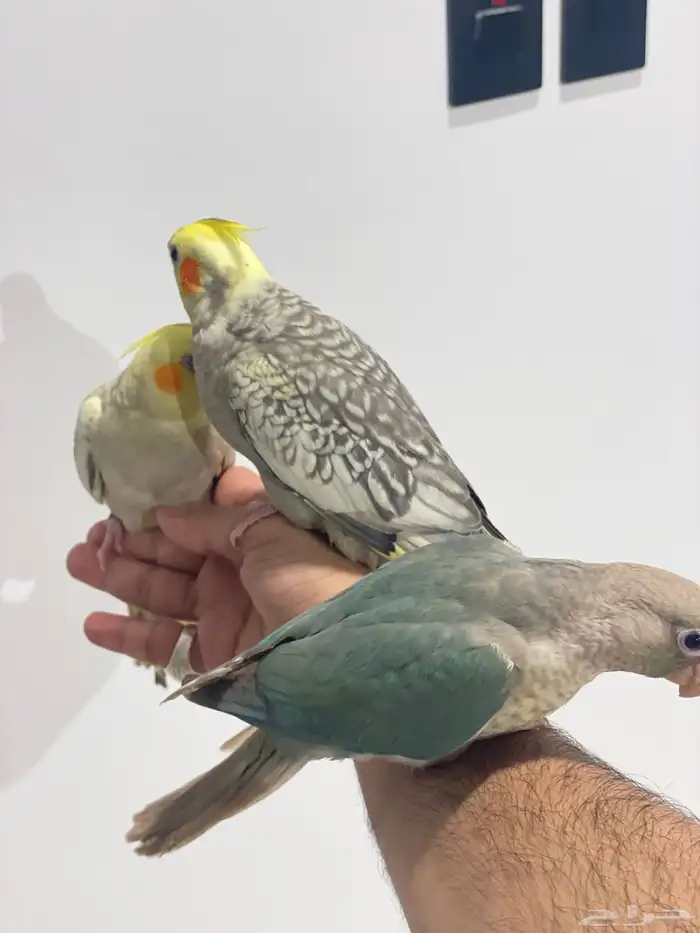 فروخ كروان وكنيور تركواز(تم البيع) 0