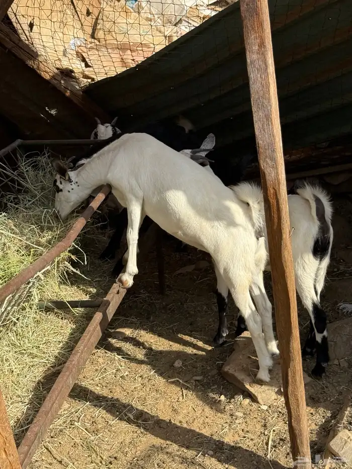 اللي يدور ذبائح بلدية من غنم شايب ومراح مولوده عنده 3