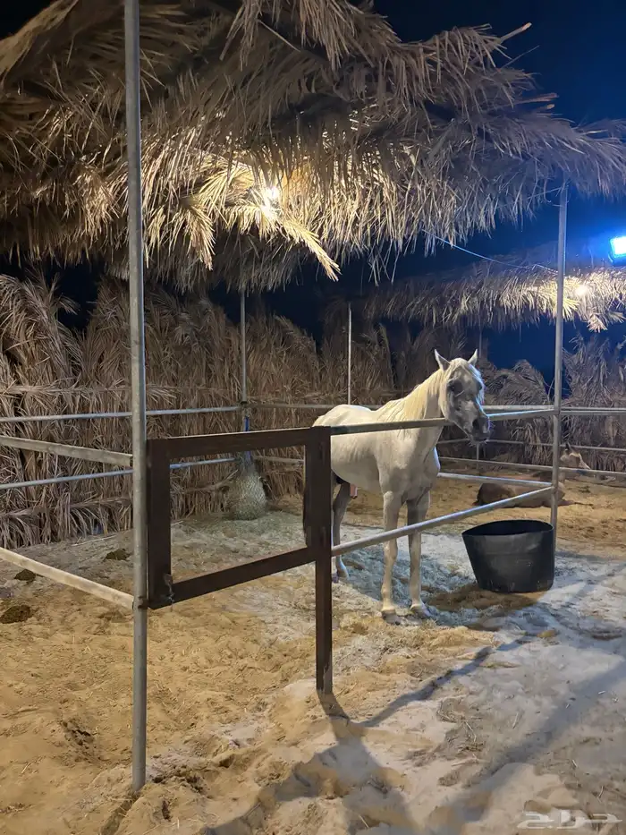 تدريب ركوب الخيل للجنسين 1