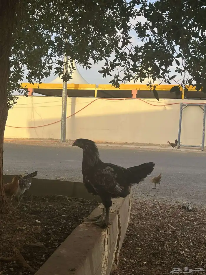 دجاج برهام 2