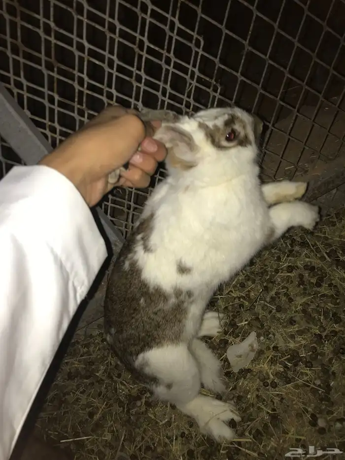 4 ارانب للبيع 2