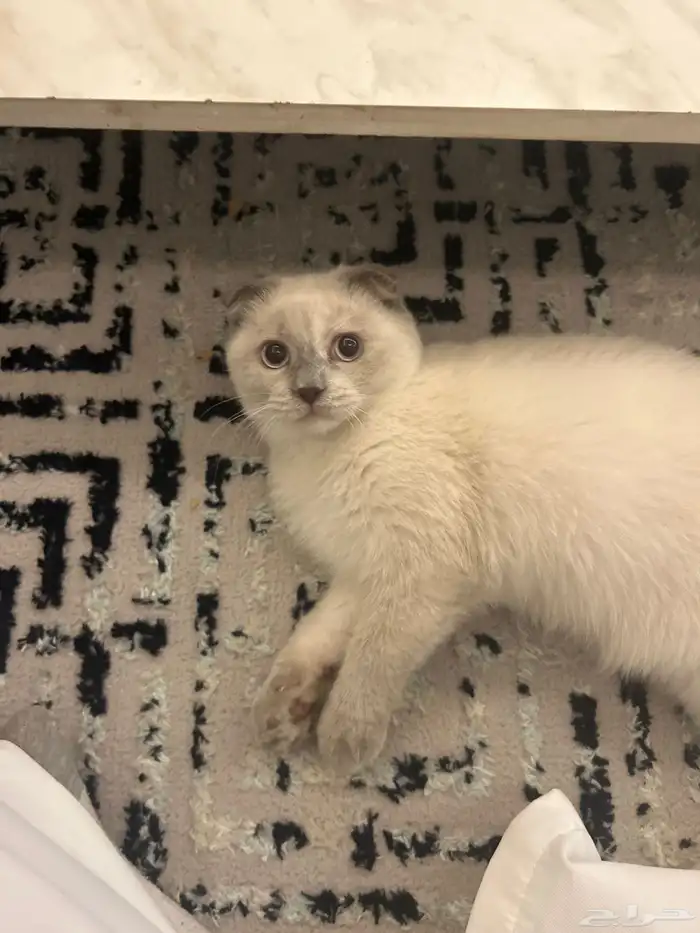 قطو سكوتش 3