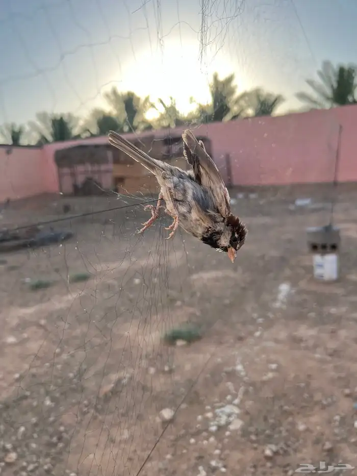 شبكه حرير 0