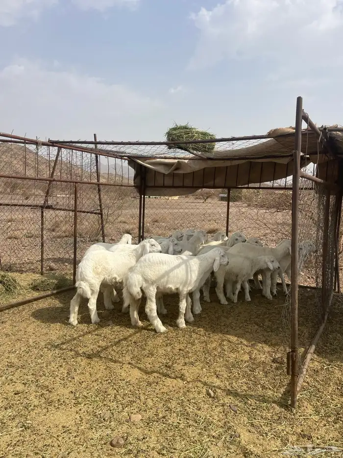 طليان ( تم البيع ) 4