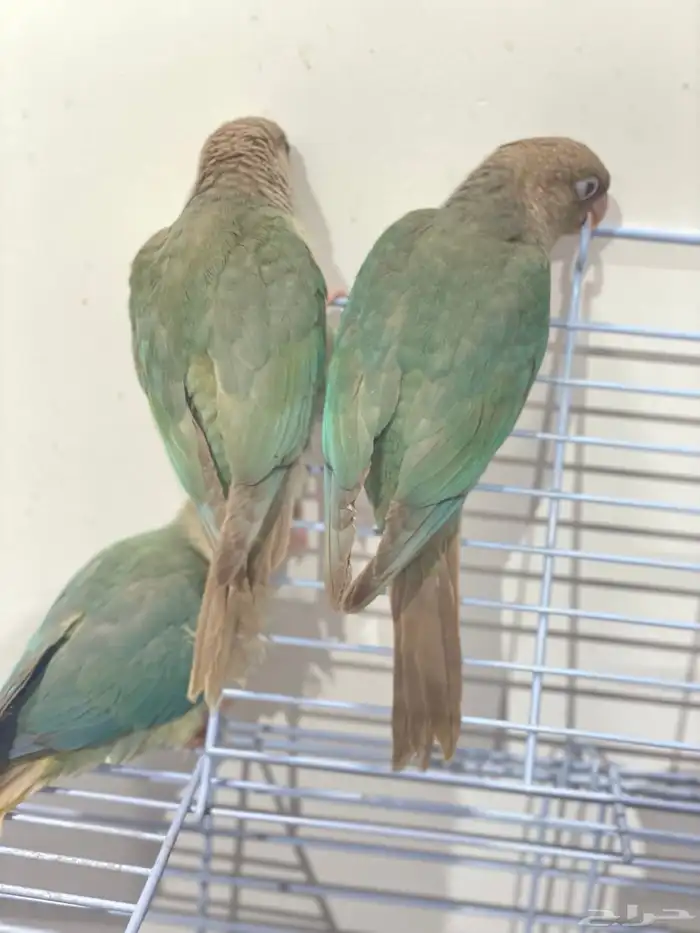 فروخ كروان وكنيور تركواز(تم البيع) 4