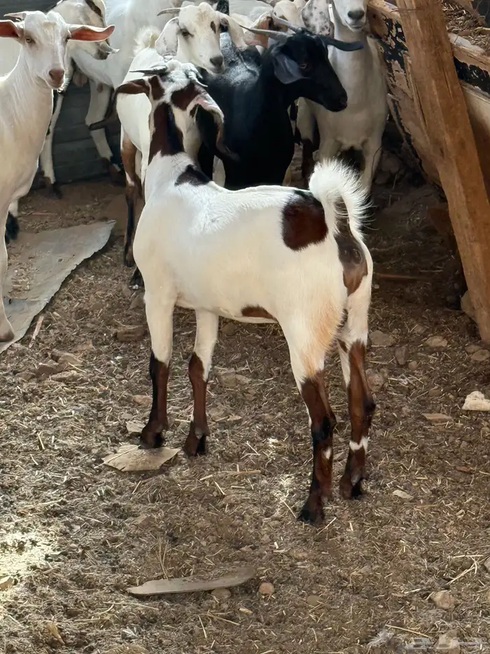 اللي يدور ذبائح بلدية من غنم شايب ومراح مولوده عنده 0