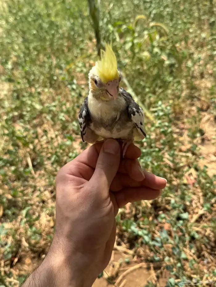 فروخ كروان نهاية غر 4