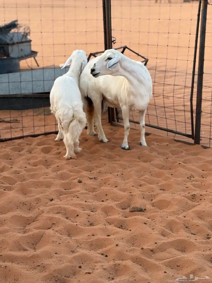 حريه ونجديه متابيع كفو 2