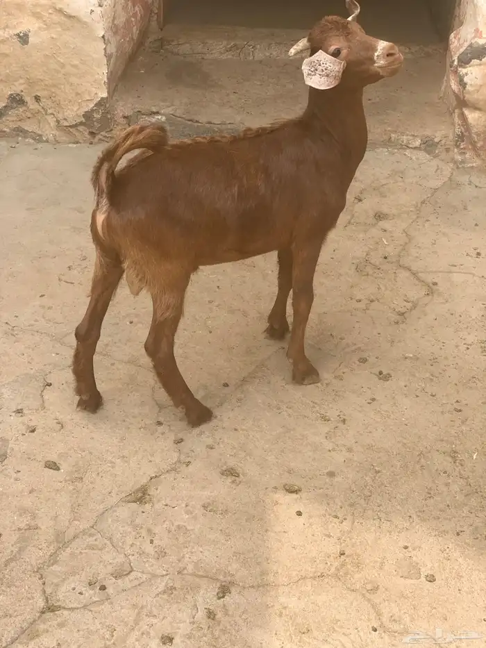 تيس 1