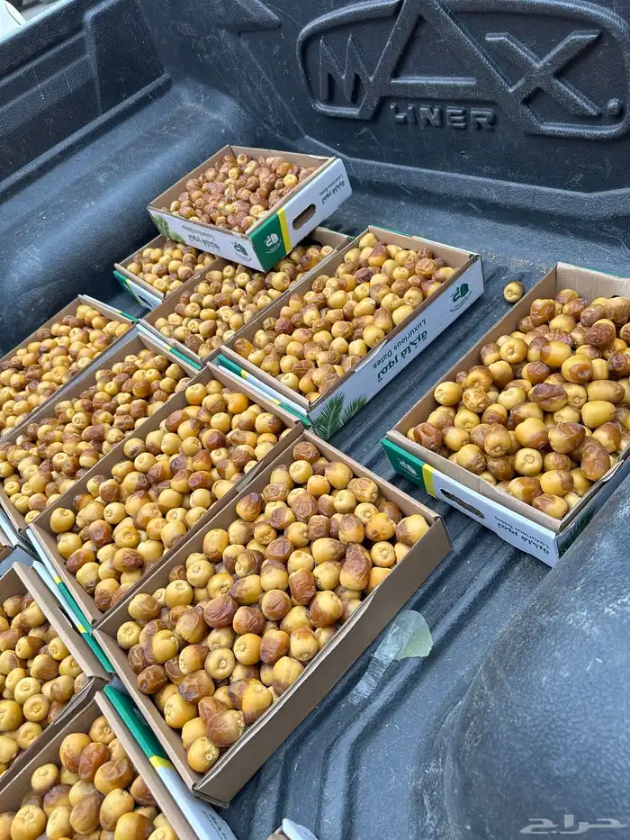 تمر سكري فاخر مذانيب 3