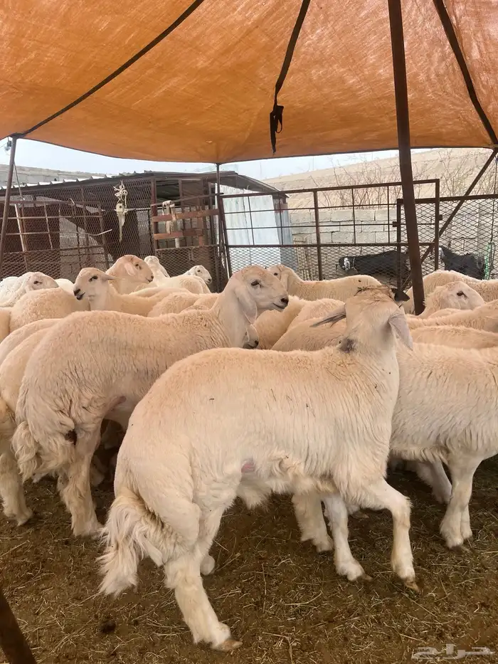 ياهل الزين ياهل الجبر الناهي طليان جبره 9