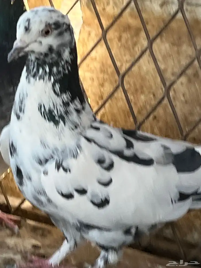 السلام عليكم 26