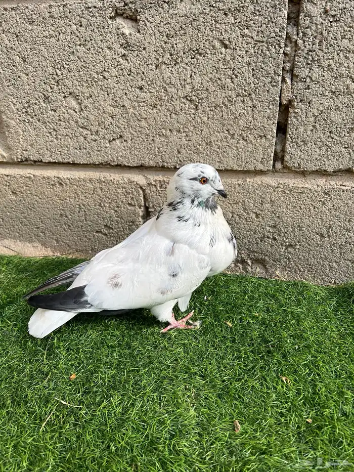 ذكر نفاخ اسباني 0