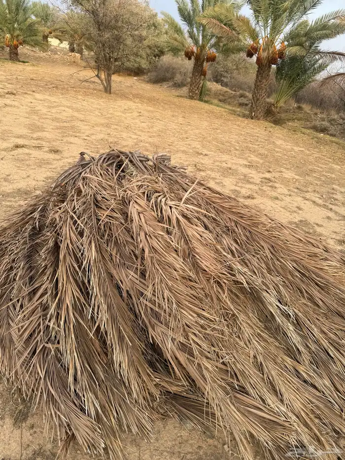 جريد نخل. للبيع 0