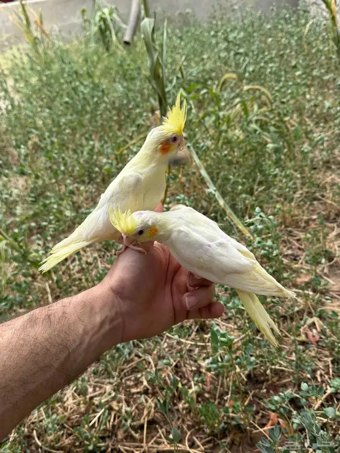 فروخ كروان نهاية غر 0