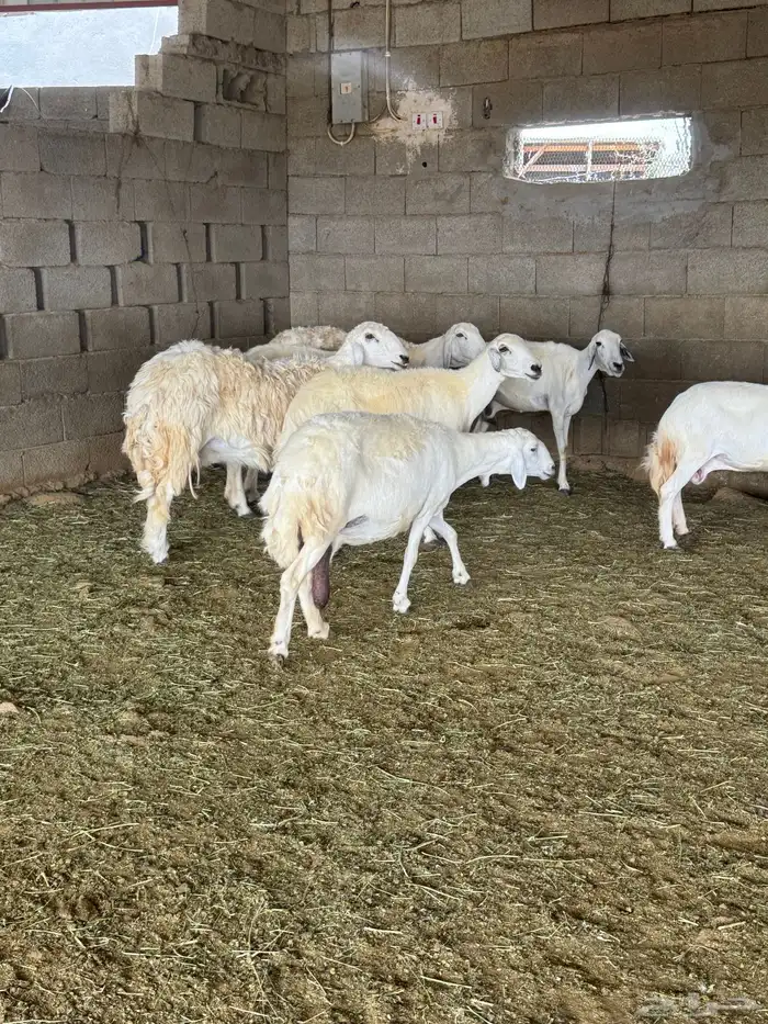 غنم مقاني للبيع 12