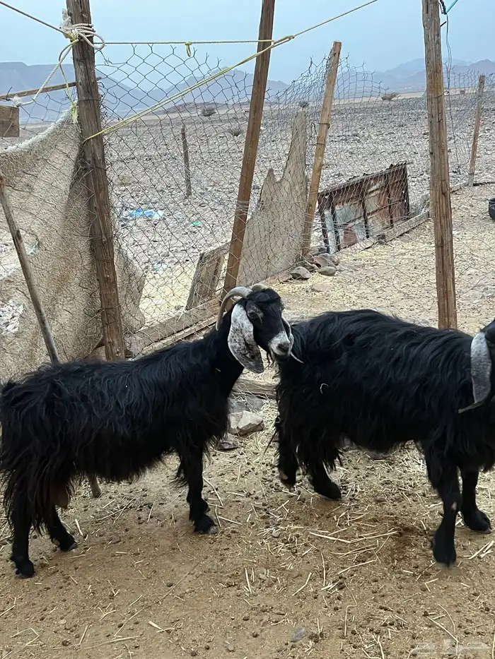 معزاء مضاريع ونعجه 4