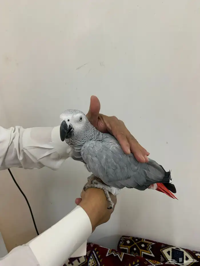 طير كاسكو اليف جدا ( تم البيع ) 1