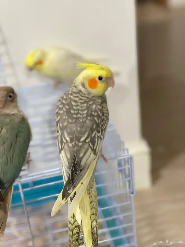 فروخ كروان وكنيور تركواز(تم البيع) 9