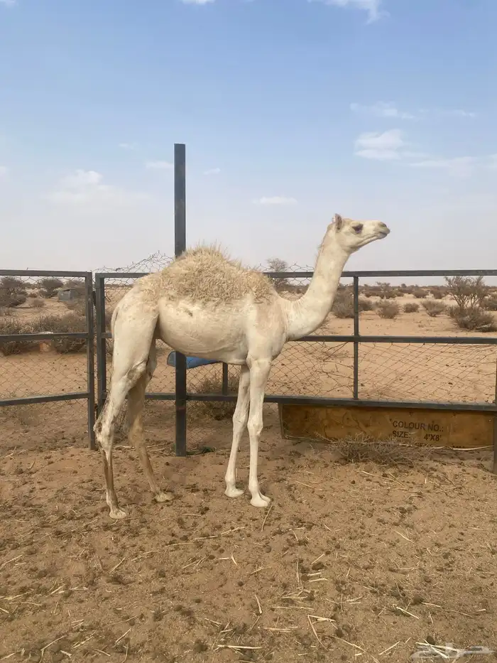 بكره حره للبيع 1