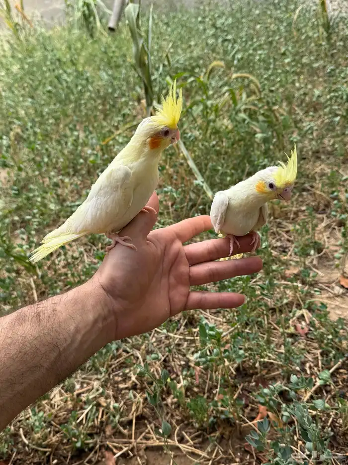 فروخ كروان نهاية غر 1