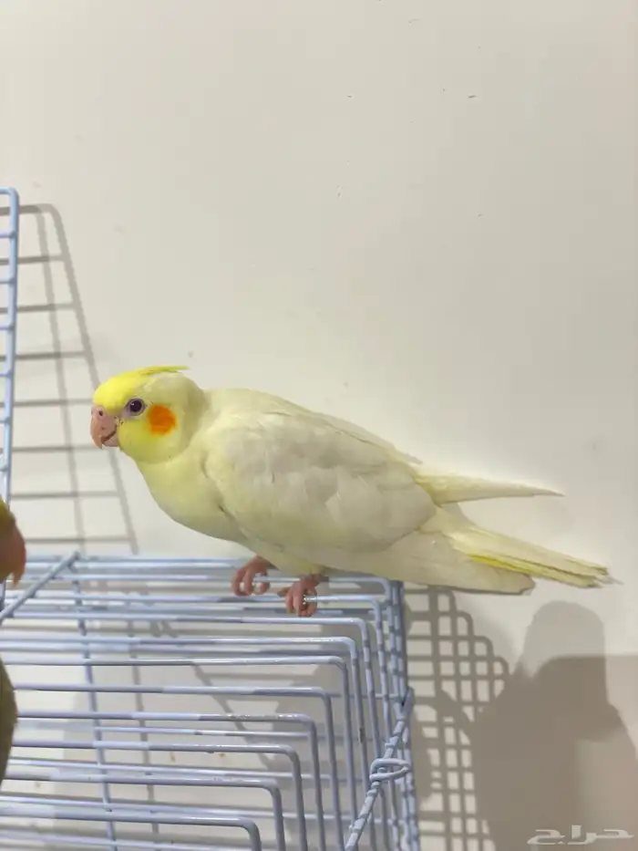 فروخ كروان وكنيور تركواز(تم البيع) 8