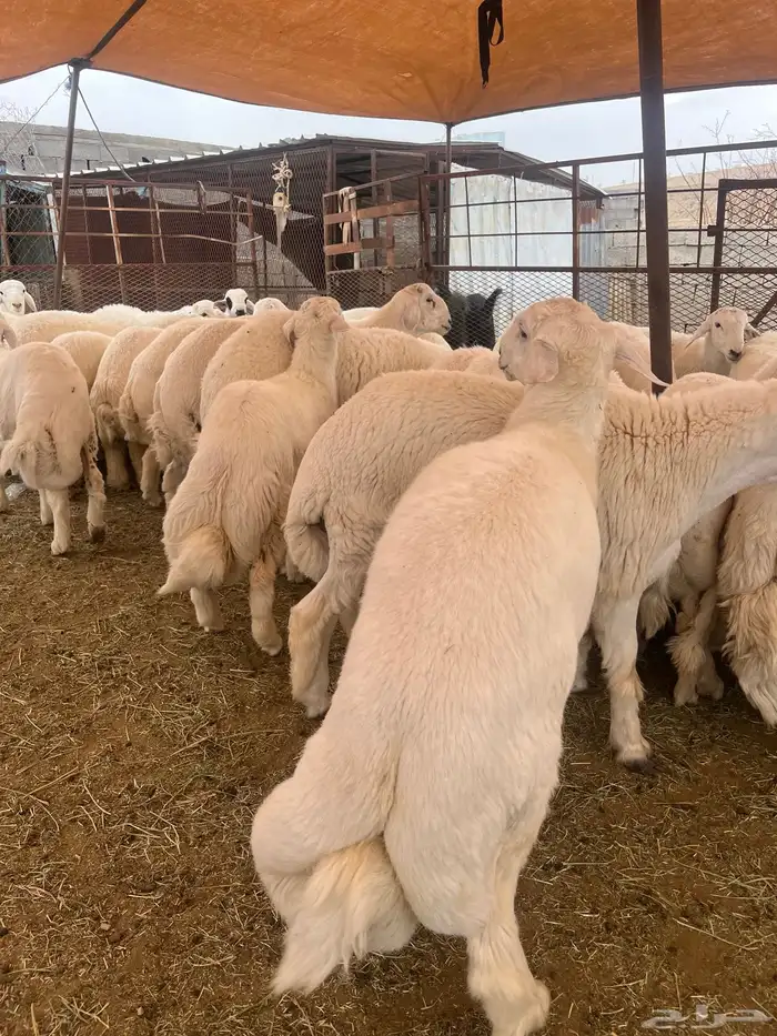 ياهل الزين ياهل الجبر الناهي طليان جبره 6