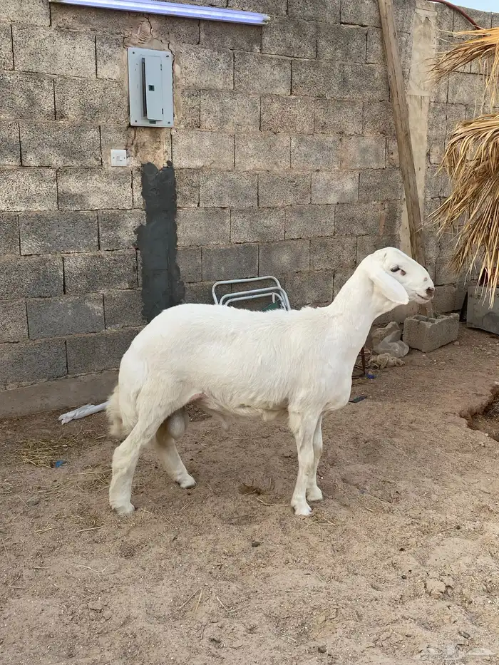 خروف حري لي يبي ذبح وفحل البيع 4