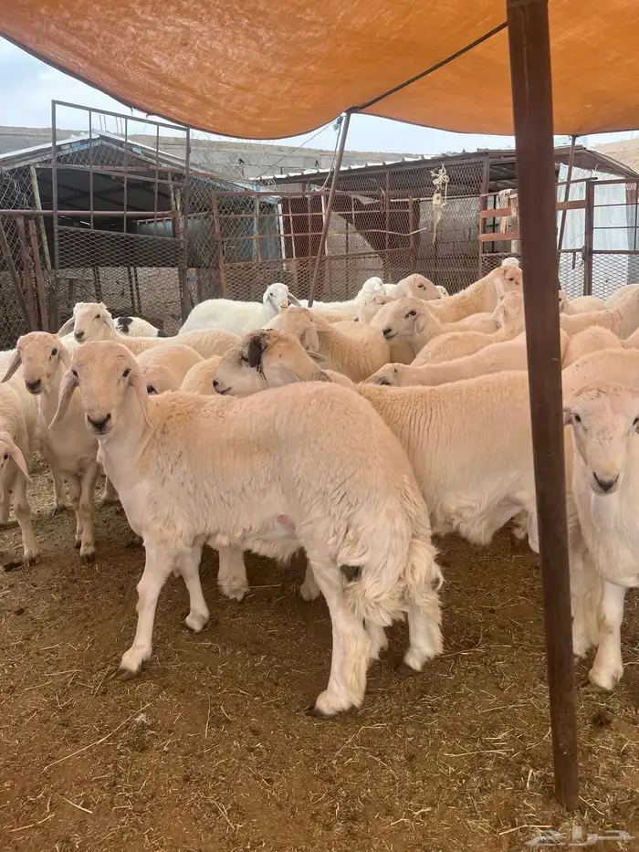 ياهل الزين ياهل الجبر الناهي طليان جبره 5