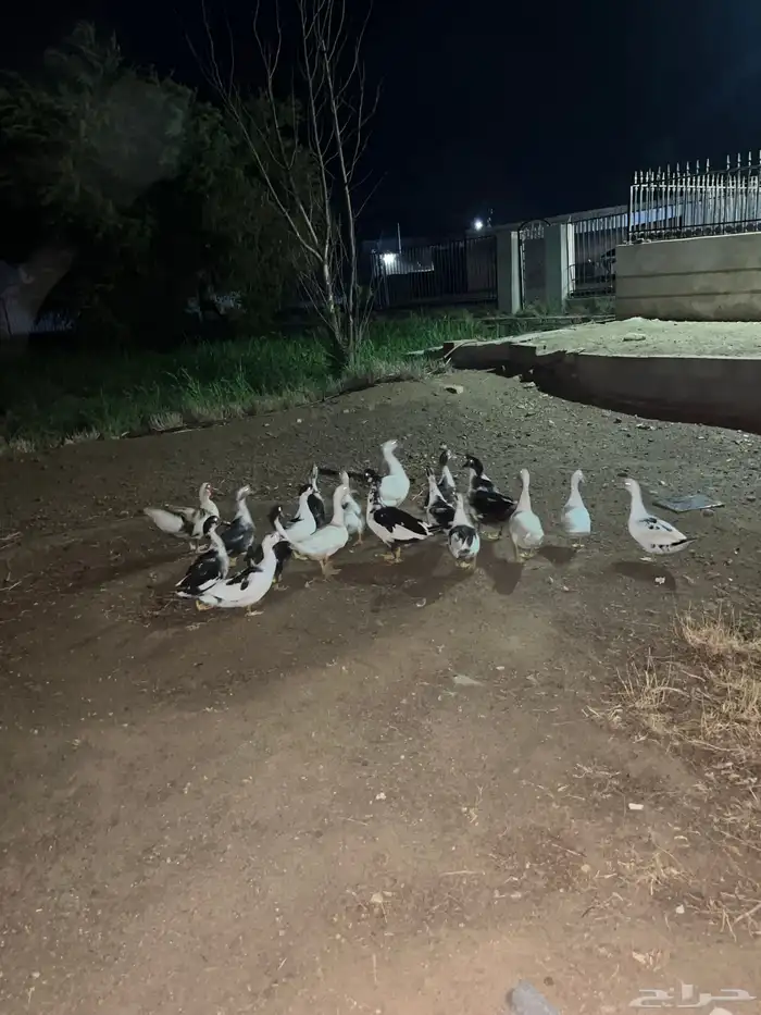 بط للبيع منتج 3