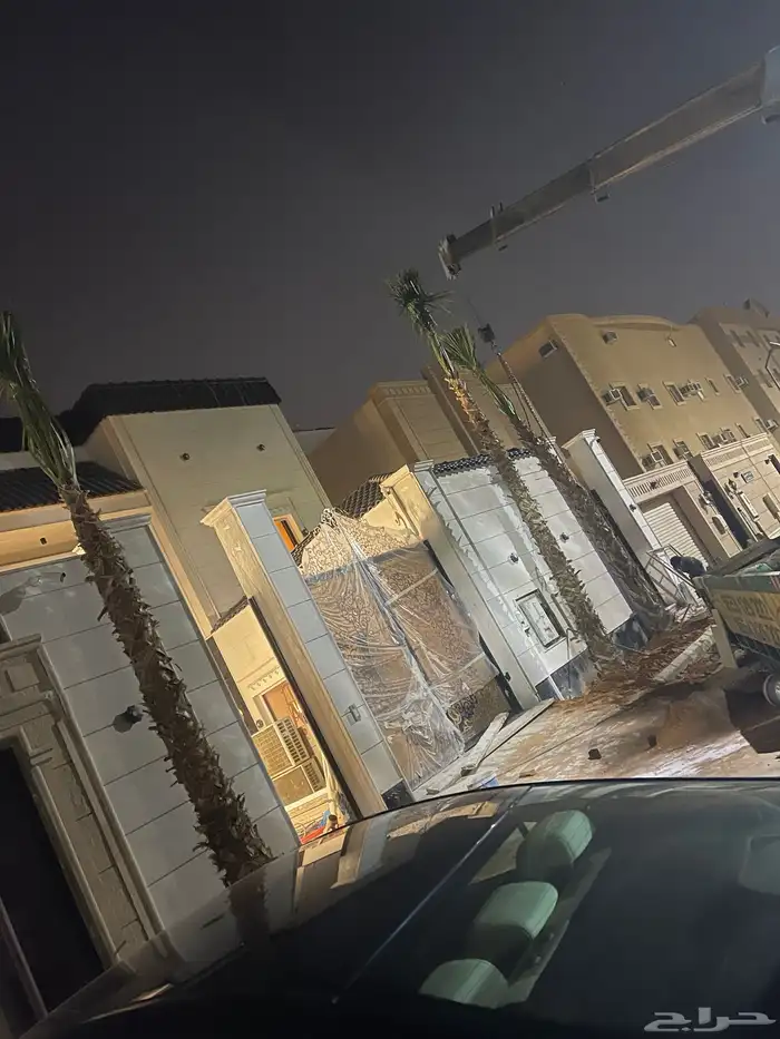 نخل واشنطوني للبيع 11