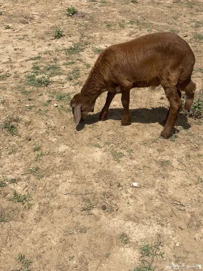 خرفان طيبة ونظيفة 11