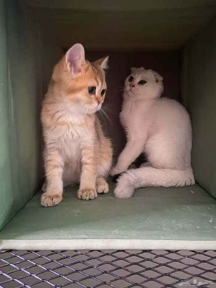قطط للبيع مسجلين 2