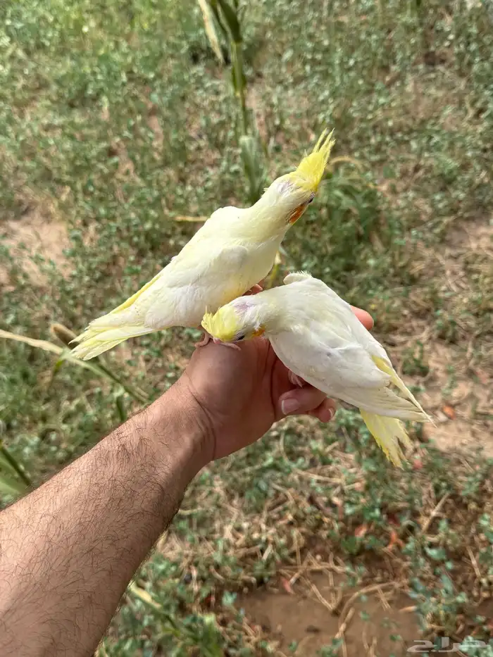 فروخ كروان نهاية غر 2